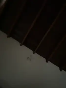 siri duque online show from March 2026 03:23:01 PM