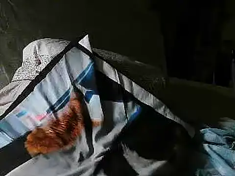 VeneRed online show from July 2026 08:26:01 PM