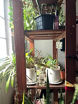 alburt 1996 online show from April 2026 03:46:01 AM