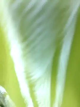 MaaliiiPonuTamil online show from June 2026 04:49:02 PM