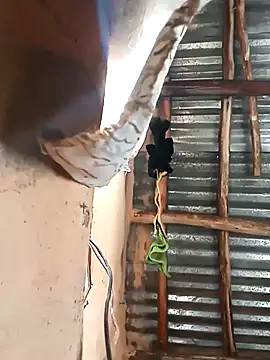 BIGBLACKCOOCK24- online show from March 2025 06:01:01 AM