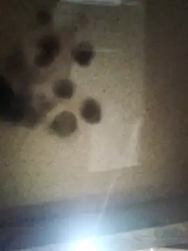 Leocesar37 online show from October 2025 03:18:01 AM