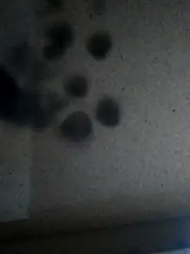 Leocesar37 online show from November 2025 05:46:02 PM