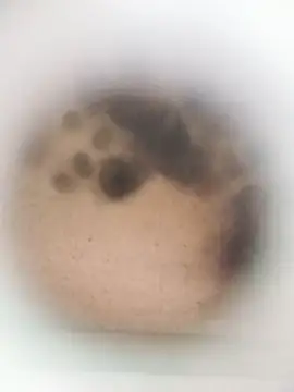 Leocesar37 online show from March 2026 08:26:33 AM