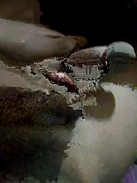 pusssyhub online show from December 2025 10:31:01 PM