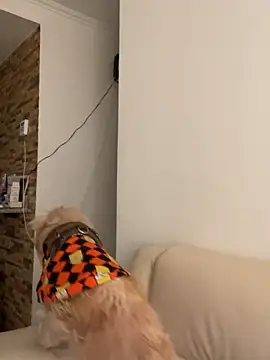 Im Valen Cute online show from October 2025 08:13:02 PM