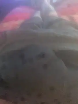 solomec online show from September 2025 06:41:02 AM