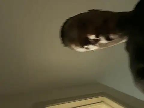 Backshort11 online show from February 2026 01:01:02 AM