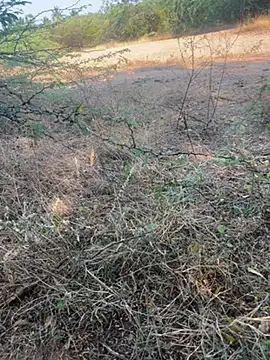 tamil000000 online show from March 2025 11:03:01 AM