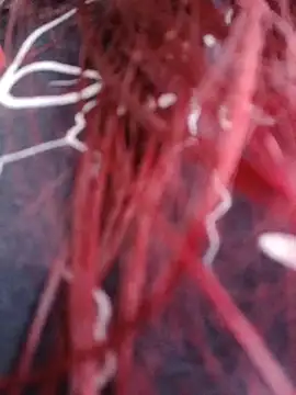 Snapshot of Gelena_Black chatting on October 2025 12:06:02 PM Gelena Black online show from October 2025 12:06:02 PM