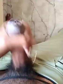 PracticalGum40 online show from January 2026 03:11:02 AM