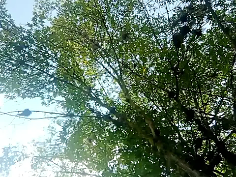 Darly Gomez online show from March 2025 03:27:01 PM