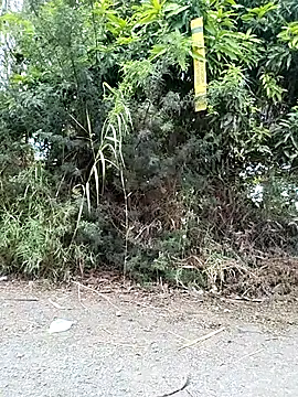 Danna-linyi online show from March 2026 02:08:02 PM