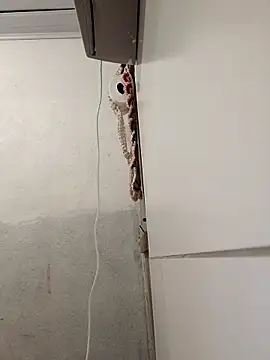 Lucastranzao online show from April 2026 09:00:02 PM