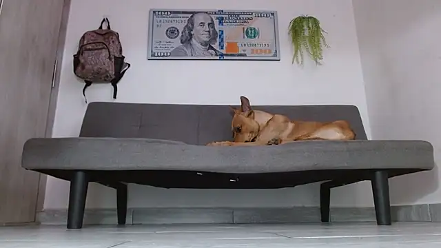 boss of cash online show from May 2026 06:09:01 PM