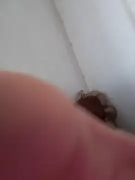 rodrigopvai online show from October 2025 01:12:02 PM