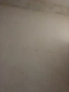 BELLAMORGANE1 online show from November 2025 09:25:01 AM