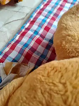 lovelygirl4567 online show from November 2025 08:41:02 AM