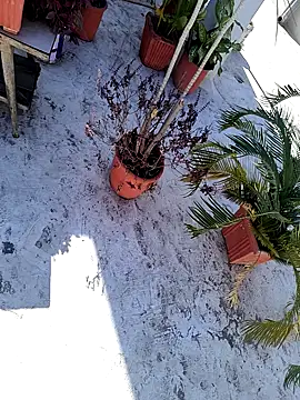 Snapshot of dreamers_dick chatting on January 2025 06:44:02 AM dreamers dick online show from January 2025 06:44:02 AM