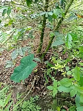 Snapshot of mmarvis_za78_93_21cm chatting on November 2025 06:11:02 PM mmarvis za78 93 21cm online show from November 2025 06:11:02 PM