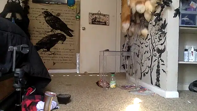 Snapshot of trashbrat chatting on October 2025 09:27:02 PM trashbrat online show from October 2025 09:27:02 PM