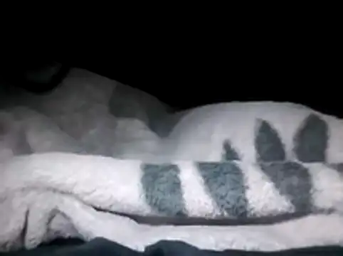 LaneYam online show from March 2026 12:33:01 AM