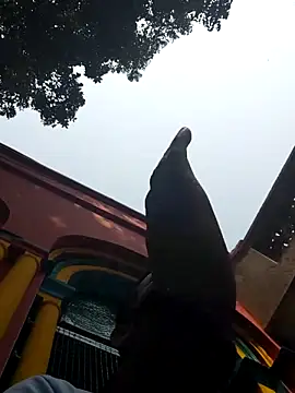 xx54362 online show from March 2025 07:19:02 AM