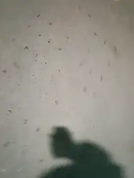 Raj41 online show from January 2026 04:25:02 PM