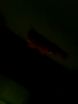 Raj41 online show from January 2026 12:58:01 AM