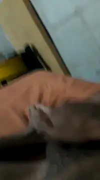 Jxffffv online show from February 2025 12:20:01 AM