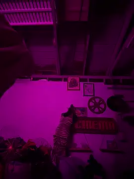 Snapshot of PhattPinxkTaco chatting on February 2026 02:41:02 PM PhattPinxkTaco online show from February 2026 02:41:02 PM