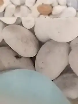 Snapshot of Playboy_bhabhi_00 chatting on February 2025 05:51:01 AM Playboy bhabhi 00 online show from February 2025 05:51:01 AM