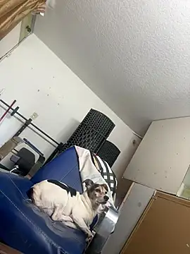 Snapshot of sexyhotstud12 chatting on January 2025 06:25:01 PM sexyhotstud12 online show from January 2025 06:25:01 PM