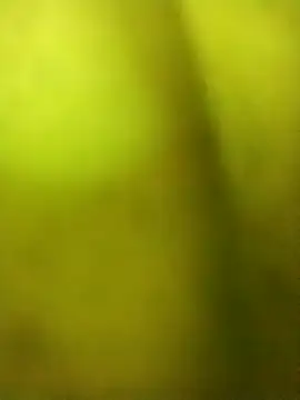 alicnonave online show from November 2025 12:00:01 AM