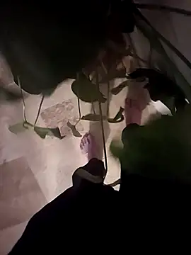 Dam70 online show from December 2025 07:52:02 PM