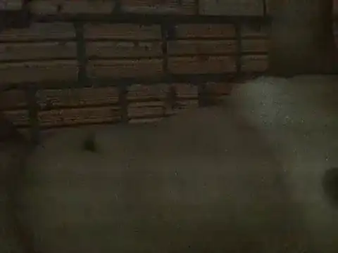 Snapshot of alicetrans97 chatting on February 2025 03:13:01 AM alicetrans97 online show from February 2025 03:13:01 AM