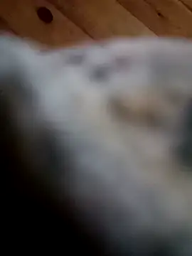 Snapshot of Arabian chatting on February 2025 06:01:01 PM Arabian online show from February 2025 06:01:01 PM