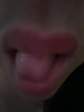 daianaspencer online show from April 2026 06:06:01 AM