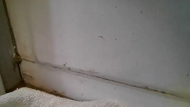 Snapshot of ShysluutGia chatting on December 2025 11:49:01 AM ShysluutGia online show from December 2025 11:49:01 AM