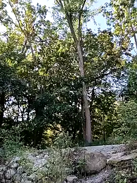 birdg online show from September 2025 03:51:01 PM