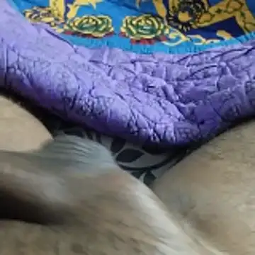 desi pb02 online show from November 2025 07:24:02 PM