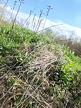 VickyDevilEU online show from April 2026 01:48:01 PM