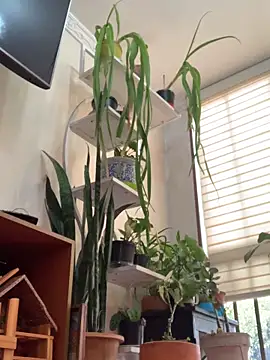 NatashaRex online show from February 2026 08:19:02 PM