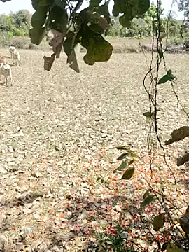 Snapshot of cute1gfbf chatting on March 2025 07:05:02 AM cute1gfbf online show from March 2025 07:05:02 AM