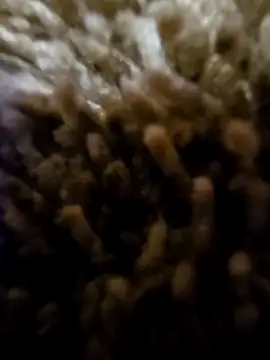 daaarin44 online show from November 2025 05:36:01 AM