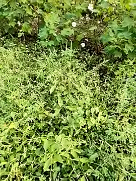 himvilohi08 online show from October 2025 11:42:01 AM