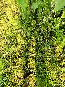 himvilohi08 online show from January 2026 04:38:02 AM