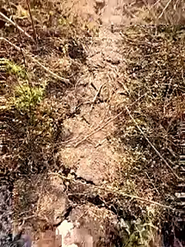 himvilohi08 online show from February 2026 03:17:02 AM