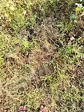 himvilohi08 online show from January 2026 04:07:01 AM