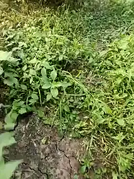 himvilohi08 online show from October 2025 11:57:02 AM